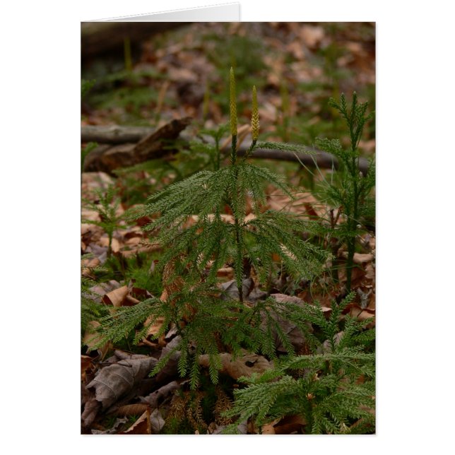 Princess Pine Card (Front)