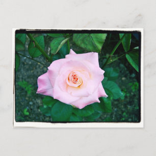 Princess Rose Postcard