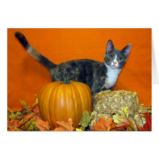 Princess Tiana's Search for the Best Pumpkin! Cat (Front Horizontal)
