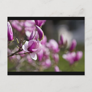 Princeton Purple Tree Flower Postcard