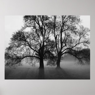 PRINT - 2 Big Trees Black & White