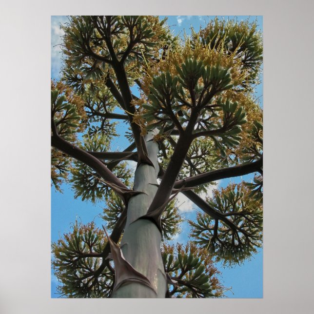 Print: Agave Poster (Front)