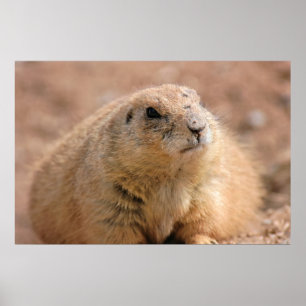 Print: Black-tailed Prairie Dog Poster