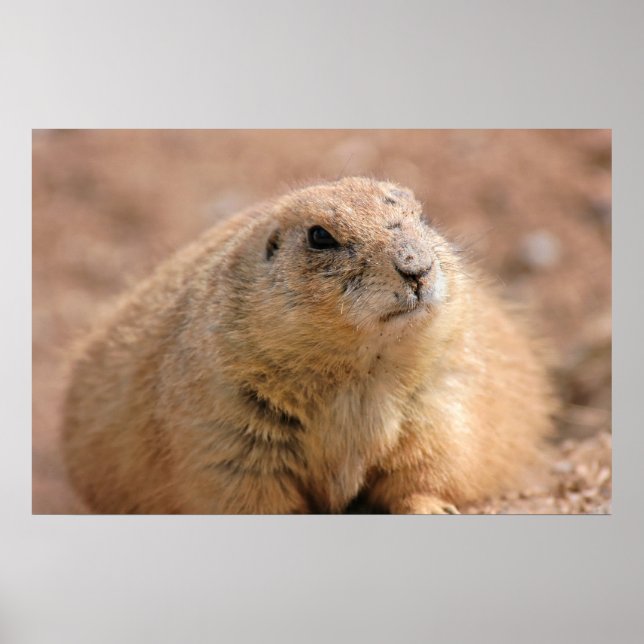 Print: Black-tailed Prairie Dog Poster (Front)