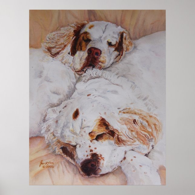 print - Comfort - Two Clumber Spaniels (Front)