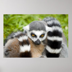 Print - Cute Lemur Stripey Tail