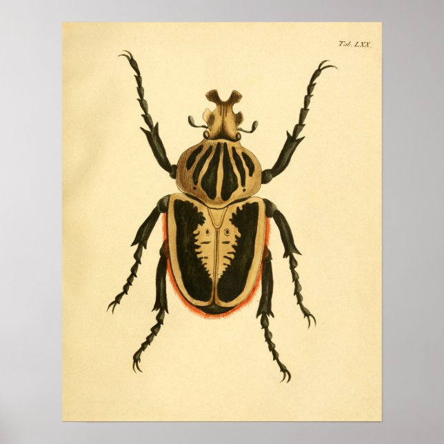 Print "Entomologie II" (Front)