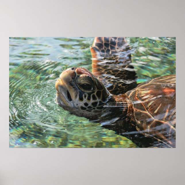 Print: Green Sea Turtle Poster (Front)