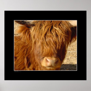 Print - Highland Cattle