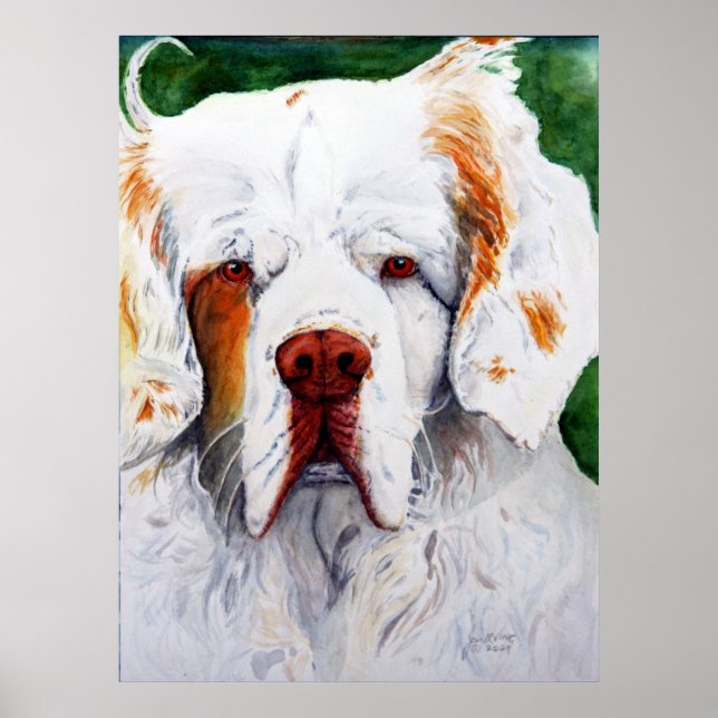 print - Interest - Clumber Spaniel (Front)