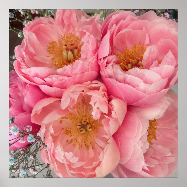 PRINT | Peonies I (30"x30") (Front)