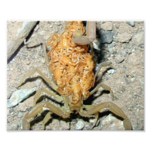 Print Photo Arizona Bark Scorpion with Babies