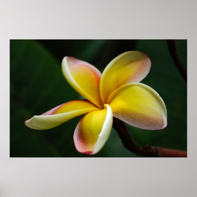 Print: Plumeria #3 Poster (Front)