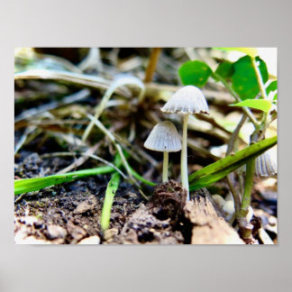 Print, Value Poster Paper (Matte)