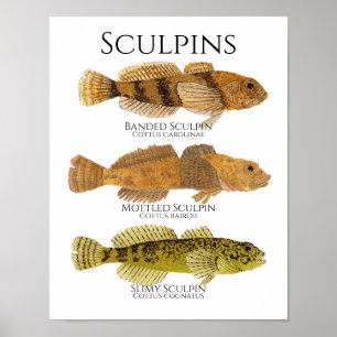 Print, Value Poster Paper (Matte)