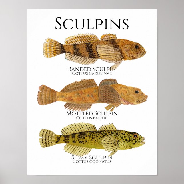 Print, Value Poster Paper (Matte) (Front)