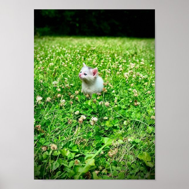 Print, Value Poster Paper (Matte) (Front)