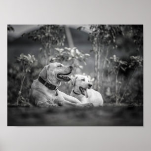 Print, Value Poster Paper (Matte)