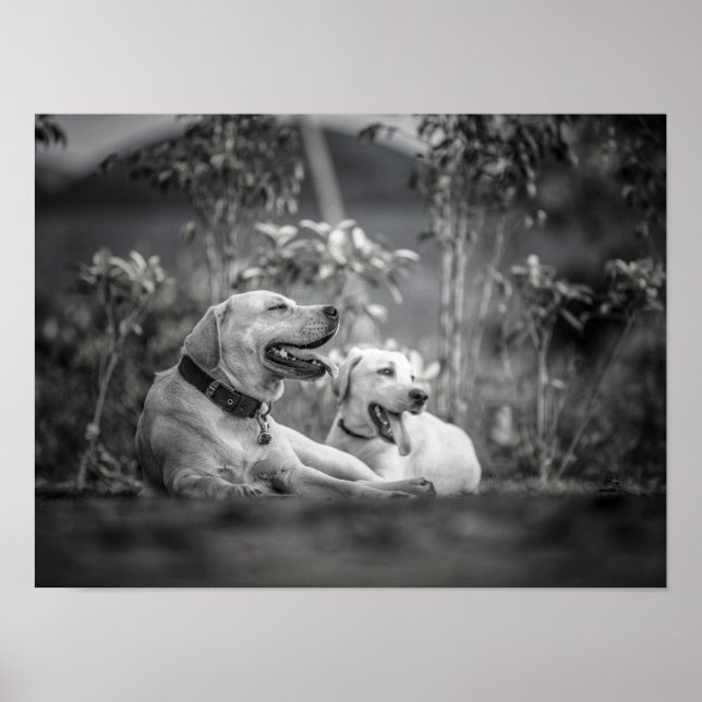 Print, Value Poster Paper (Matte) (Front)