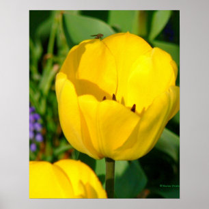 print, YELLOW TULIPS,PURPLE HYACINTHS,GREEN FOLIA Poster