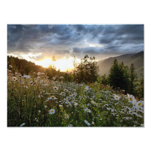 PRINTS ~ "A Daisy Sunset"