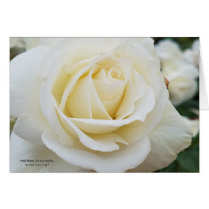Pristine white rose photo
