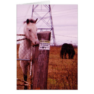 Private Property lavender Horse
