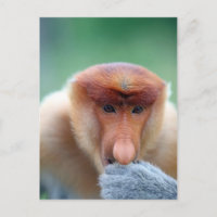 Proboscis Monkey in Borneo.