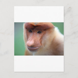Proboscis monkey Labuk Bay Borneo Postcard