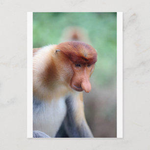 Proboscis monkey Labuk Bay Borneo Postcard