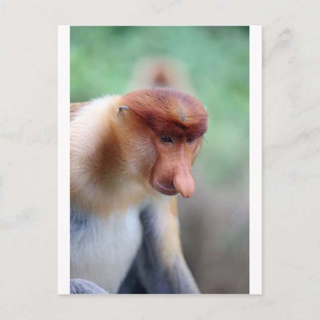 Proboscis monkey Labuk Bay Borneo Postcard (Front)