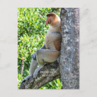 Proboscis Monkey