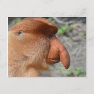 Proboscis Monkey Postcard