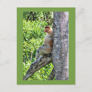 Proboscis Monkey Postcard