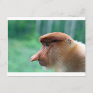 Proboscis monkey profile postcard