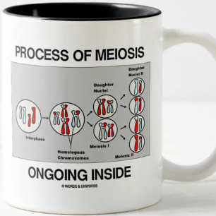 Process Of Meiosis Ongoing Inside Two-Tone Coffee Mug