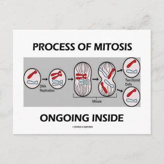 Process Of Mitosis Ongoing Inside Postcard