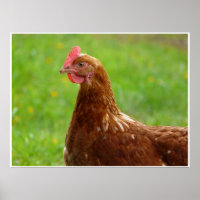 Production Red Chicken Poster Trimmed Beak