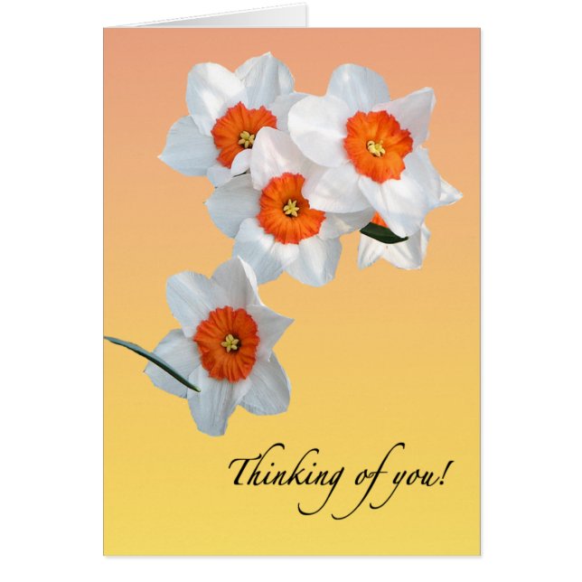 Professor Einstein's Daffodil Flowers Floral Card (Front)