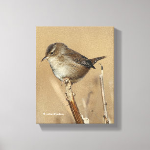 Profile of a Beautiful Marsh Wren Canvas Print