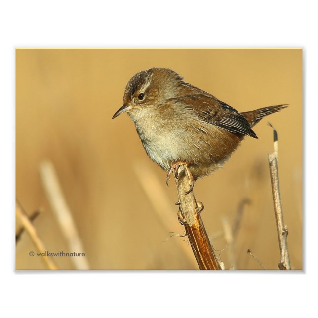 Profile of a Beautiful Marsh Wren Photo Print (Front)