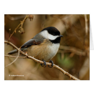 Profile of a Black-Capped Chickadee