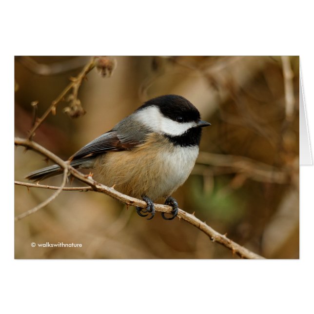 Profile of a Black-Capped Chickadee (Front Horizontal)