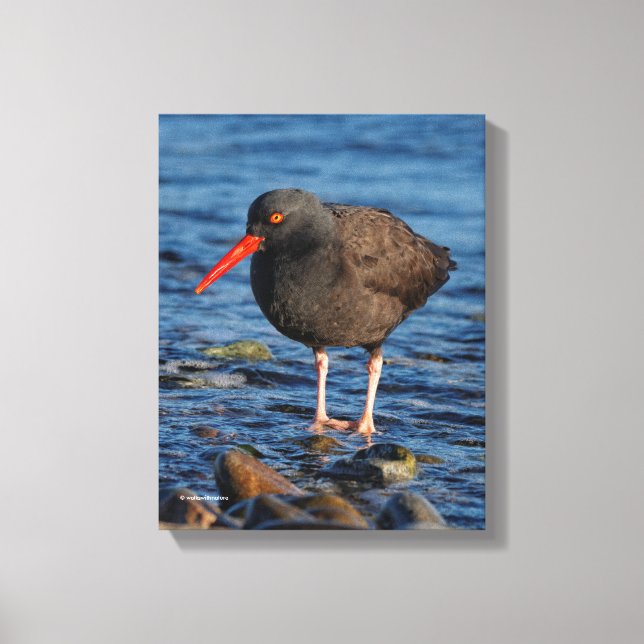 Profile of a Black Oystercatcher Canvas Print (Front)