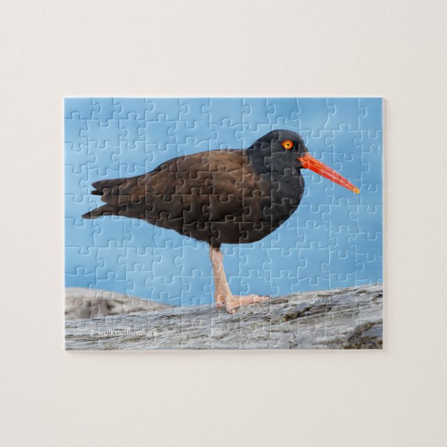 Profile of a Black Oystercatcher Jigsaw Puzzle (Horizontal)
