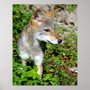 Profile of a Coyote Pup Poster