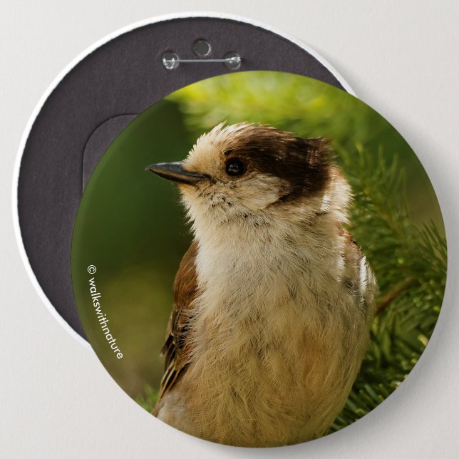 Profile of a Cute Grey Jay / Whiskeyjack 6 Cm Round Badge (Front & Back)