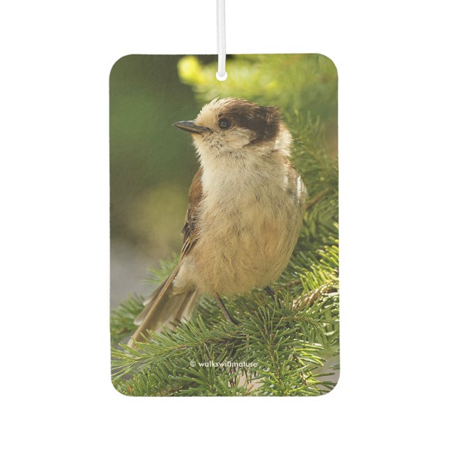 Profile of a Cute Grey Jay / Whiskeyjack Car Air Freshener (Front)