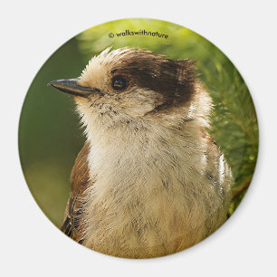 Profile of a Cute Grey Jay / Whiskeyjack Magnet