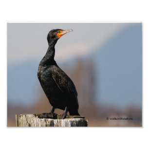 Profile of a Double-Crested Cormorant Photo Print